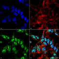 Rabbit Anti-Beclin 1 Antibody used in Immunocytochemistry/Immunofluorescence (ICC/IF) on Neuroblastoma cell line (SK-N-BE) (SPC-600)