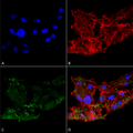 Rabbit Anti-ATG7 Antibody used in Immunocytochemistry/Immunofluorescence (ICC/IF) on Colon carcinoma cell line (RKO) (SPC-610)
