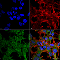 Rabbit Anti-GABARAP Antibody used in Immunocytochemistry/Immunofluorescence (ICC/IF) on Neuroblastoma cell line (SK-N-BE) (SPC-620)