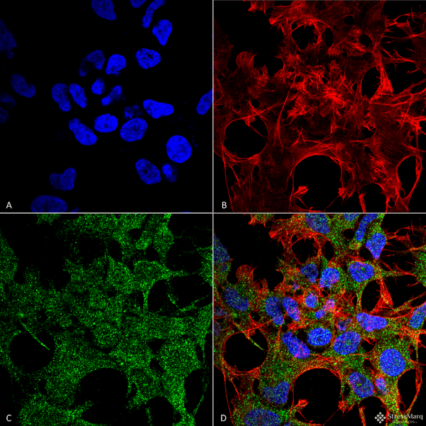 Rabbit Anti-GABARAP Antibody used in Immunocytochemistry/Immunofluorescence (ICC/IF) on Neuroblastoma cell line (SK-N-BE) (SPC-620)