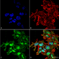 Rabbit Anti-ATG2A Antibody  used in Immunocytochemistry/Immunofluorescence (ICC/IF) on Neuroblastoma cell line (SK-N-BE) (SPC-652)