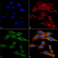 Rabbit Anti-Rubicon Antibody used in Immunocytochemistry/Immunofluorescence (ICC/IF) on Colon carcinoma cell line (RKO) (SPC-668)