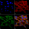Rabbit Anti-VMP1 Antibody used in Immunocytochemistry/Immunofluorescence (ICC/IF) on Colon carcinoma cell line (RKO) (SPC-680)