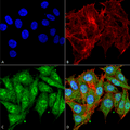 Rabbit Anti-IGF-1 Antibody used in Immunocytochemistry/Immunofluorescence (ICC/IF) on Colon carcinoma cell line (RKO) (SPC-699)
