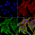 Rabbit Anti-Kir4.1 Antibody used in Immunocytochemistry/Immunofluorescence (ICC/IF) on Colon carcinoma cell line (RKO) (SPC-700)