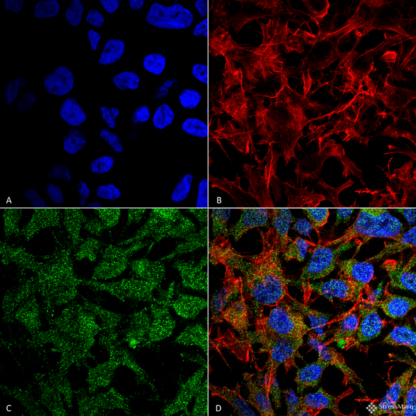 Rabbit Anti-BDNF Antibody used in Immunocytochemistry/Immunofluorescence (ICC/IF) on Neuroblastoma cell line (SK-N-BE) (SPC-703)