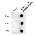Rabbit Anti-DYKDDDDK Tag Antibody (Equivalent to Sigma's Anti-FLAG® M2 Antibody) used in Dot Blot (DB) on DYKDDDDK (FLAG) Positive Control Lysate (SPC-720)