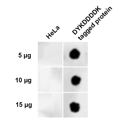 Rabbit Anti-DYKDDDDK Tag Antibody (Equivalent to Sigma's Anti-FLAG® M2 Antibody) used in Dot Blot (DB) on DYKDDDDK (FLAG) Positive Control Lysate (SPC-720)
