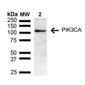 Rabbit Anti-PIK3CA Antibody used in Western blot (WB) on brain lysate (SPC-741)