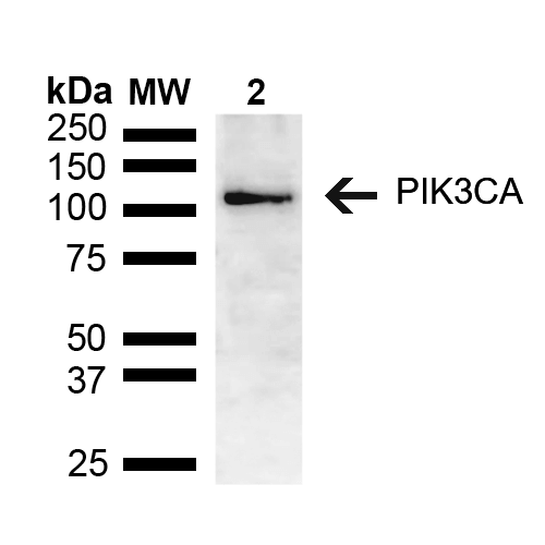 Rabbit Anti-PIK3CA Antibody used in Western blot (WB) on brain lysate (SPC-741)