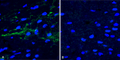 Rabbit Anti-Alpha Synuclein Antibody (pSer129) used in Immunohistochemistry (IHC) on Free floating brain sections (SPC-742)