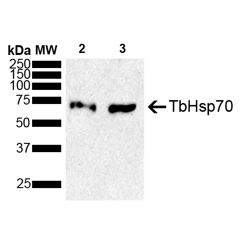 Rabbit Anti-TbHsp70 Antibody used in Western blot (WB) on cells (SPC-747)