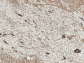 Rabbit Anti-LRP1 Antibody used in Immunohistochemistry (IHC) on Liver (SPC-785)