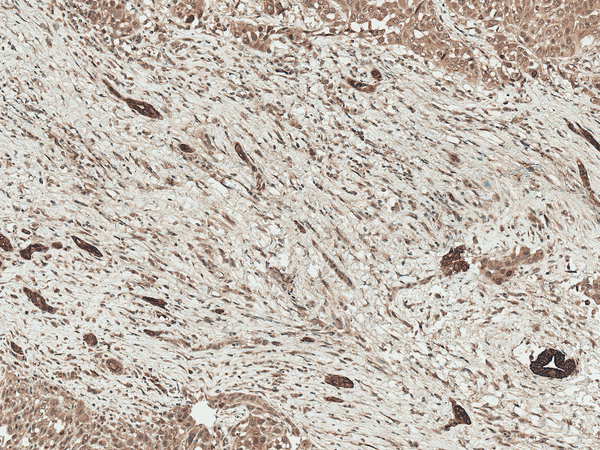 Rabbit Anti-LRP1 Antibody used in Immunohistochemistry (IHC) on Liver (SPC-785)