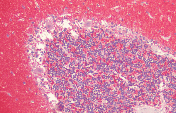 Rabbit Anti-Alpha Synuclein Antibody used in Immunohistochemistry (IHC) on Cerebellum (SPC-800)