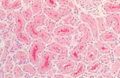 Rabbit Anti-Tau Antibody used in Immunohistochemistry (IHC) on Kidney (SPC-801)