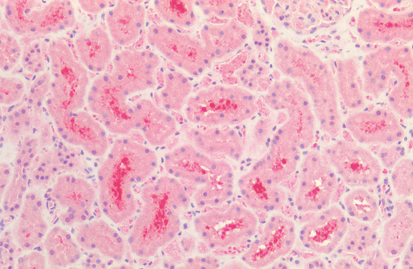 Rabbit Anti-Tau Antibody used in Immunohistochemistry (IHC) on Kidney (SPC-801)