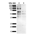 Rabbit Anti-Tau Antibody used in Western blot (WB) on Brain (SPC-806)