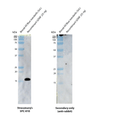 Rabbit Anti-GDNF Antibody used in Western blot (WB) on Human Human Recombinant GDNF (SPC-810)
