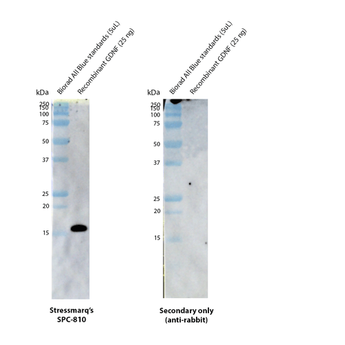 Rabbit Anti-GDNF Antibody used in Western blot (WB) on Human Human Recombinant GDNF (SPC-810)