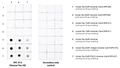 Rabbit Anti-Tau 2N Antibody used in Dot blot (DB) on Human Recombinant Tau Monomers (SPC-813)
