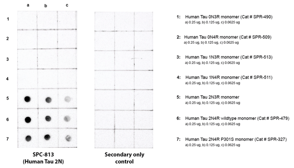 Rabbit Anti-Tau 2N Antibody used in Dot blot (DB) on Human Recombinant Tau Monomers (SPC-813)
