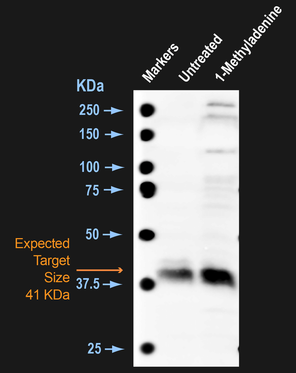 Rabbit Anti-CDK10 Antibody (pThr196) used in Western blot (WB) on Seastar Oocytes (SPC-939)