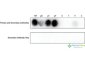 Rabbit Anti-G6PD Antibody (pTyr401) used in Specificity Analysis (SPOT) on  (SPC-986)
