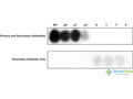 Rabbit Anti-MAP4K4 Antibody (pThr187) used in Specificity Analysis (SPOT) on  (SPC-994)