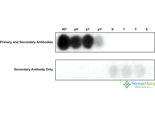 Rabbit Anti-MAP4K4 Antibody (pThr187) used in Specificity Analysis (SPOT) on  (SPC-994)