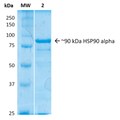SDS-Page of human HSP90 Alpha Protein (SPR-101)