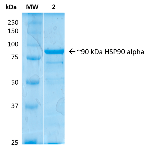 SDS-Page of human HSP90 Alpha Protein (SPR-101)