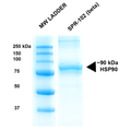 SDS-Page of human HSP90 Beta Protein (SPR-102)