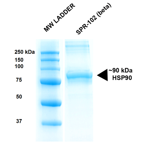 SDS-Page of human HSP90 Beta Protein (SPR-102)