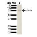 SDS-Page of human HSP70 Protein (SPR-103)