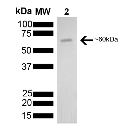 SDS-PAGE of 60kDa Hsp60 protein (SPR-104).