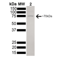 SDS-PAGE of 73kDa Hsc70 protein (SPR-106).