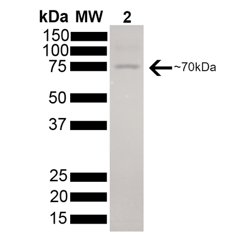 SDS-PAGE of 73kDa Hsc70 protein (SPR-106).