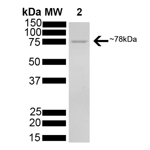 SDS-PAGE of 78kDa Grp78 (Bip) protein (SPR-107).