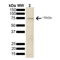 SDS-PAGE of 70kDa Hsp70 protein (SPR-108).