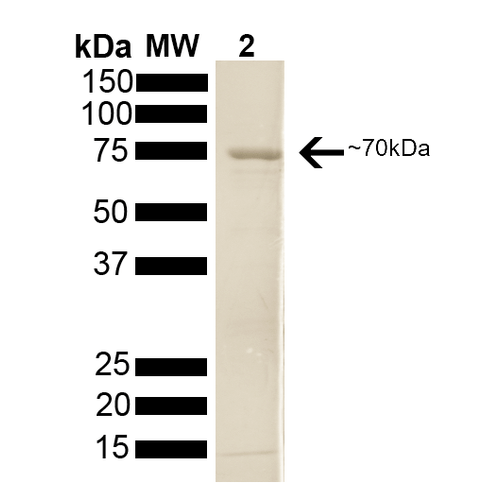SDS-PAGE of 70kDa Hsp70 protein (SPR-108).