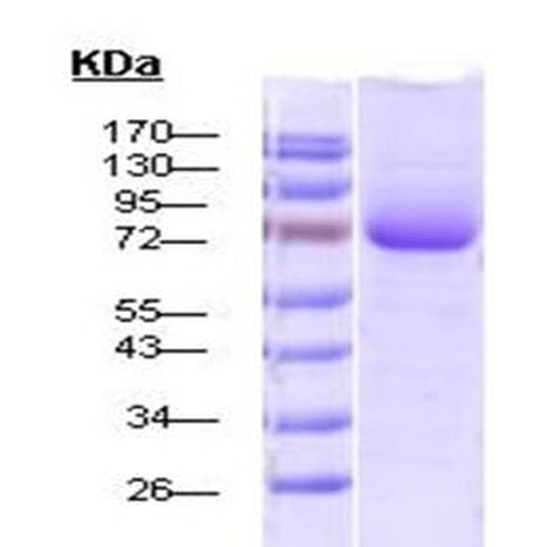 SDS-Page of human HSP70 Protein (SPR-115)
