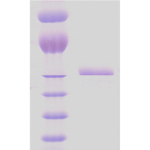 SDS-Page of M. Bovis HSP65 Protein (SPR-116)