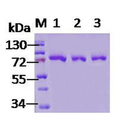 SDS-Page of human GRP78 Protein (SPR-119)