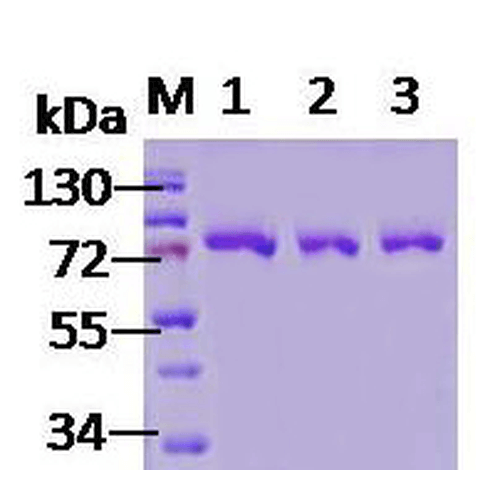 SDS-Page of human GRP78 Protein (SPR-119)