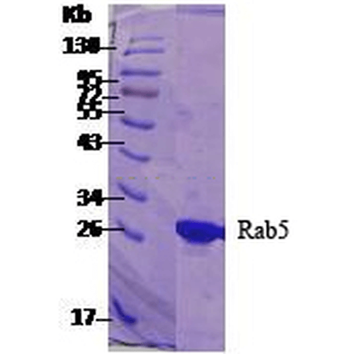 SDS-Page of human RAB5 Protein (SPR-121)