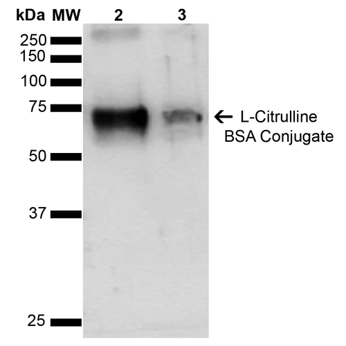 Western Blot of L-Citrulline BSA Conjugate Protein (SPR-200)