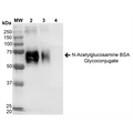 Western Blot of N-Acetylglucosamine BSA Glycoconjugate Protein (SPR-201)