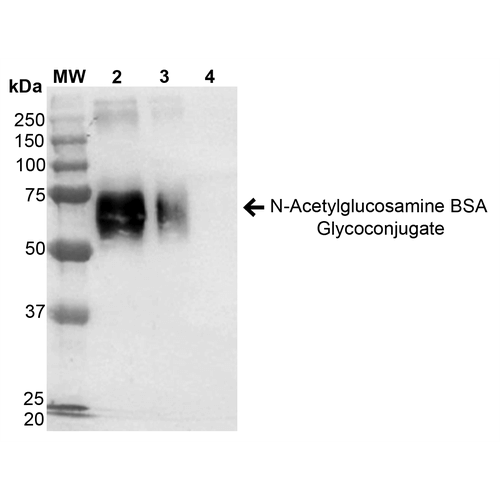 Western Blot of N-Acetylglucosamine BSA Glycoconjugate Protein (SPR-201)
