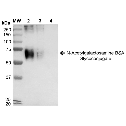 Western Blot of N-Acetylgalactosamine BSA Glycoconjugate Protein (SPR-202)